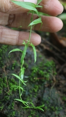 Nanorrhinum ramosissimum