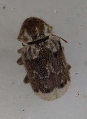 Trichodesma pulchella