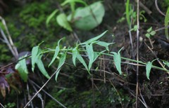 Nanorrhinum ramosissimum