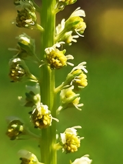 Reseda luteola