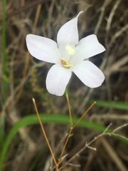 Prismatocarpus brevilobus