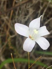 Prismatocarpus brevilobus