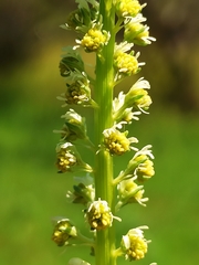 Reseda luteola