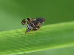 Tephritis vespertina