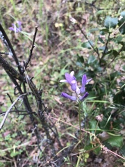 Dichelostemma