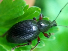 Otiorhynchus clavipes