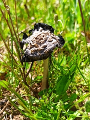 Coprinus xerophilus
