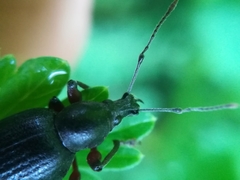 Otiorhynchus clavipes