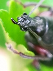 Otiorhynchus clavipes