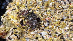 Pachygrapsus socius