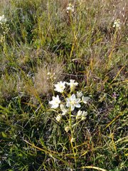 Toxicoscordion venenosum