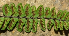 Asplenium azomanes