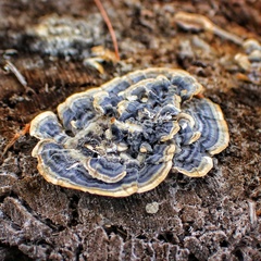 Trametes versicolor image