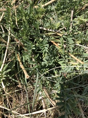 Astragalus crassicarpus