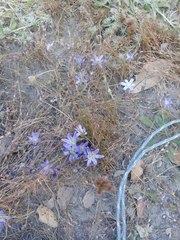 Brodiaea terrestris