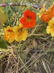 Tropaeolum majus