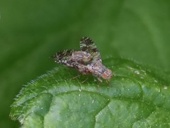 Tephritis vespertina