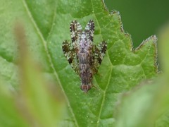 Tephritis vespertina