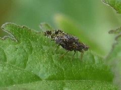 Tephritis vespertina