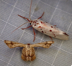 Antiplecta triangularis