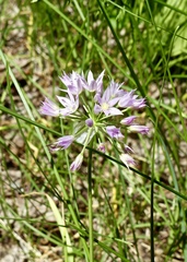 Allium bisceptrum