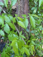 Paullinia pinnata