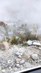 Siphocampylus tupaeformis