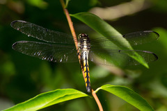 Libellula vibrans