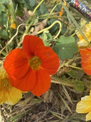 Tropaeolum majus