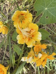 Tropaeolum majus