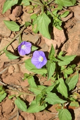 Convolvulus siculus