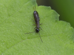 Apterygida albipennis
