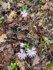 Silene hookeri hookeri