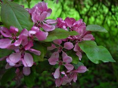 Malus purpurea