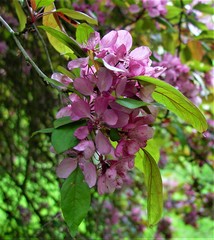 Malus purpurea