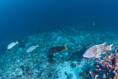 Lethrinus erythracanthus