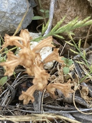 Orobanche alba