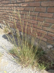 Digitaria californica