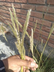 Digitaria californica