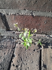 Capsella bursa-pastoris