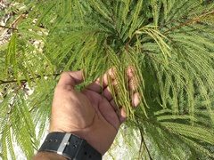 Leucaena greggii