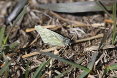 Pontia occidentalis