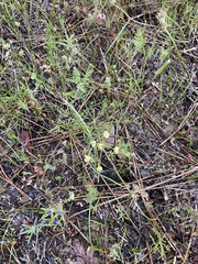 Lomatium cookii