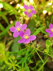 Spergularia purpurea