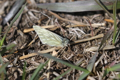 Pontia occidentalis