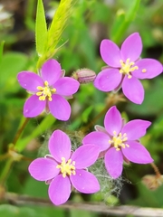 Spergularia purpurea