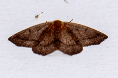 Lambdina pellucidaria