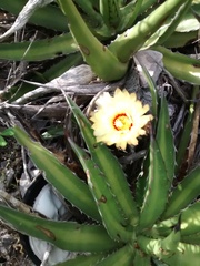 Astrophytum capricorne