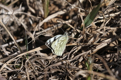 Pontia occidentalis