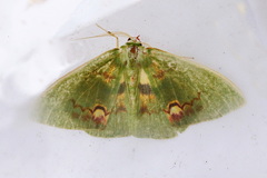 Rhodochlora brunneipalpis image